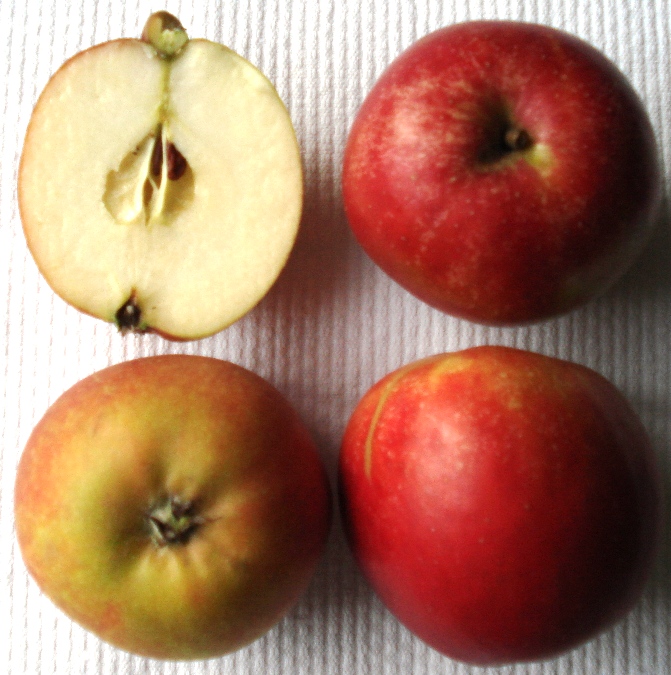 Malus   Holsteiner Cox