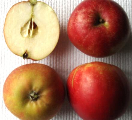 Malus   Holsteiner Cox